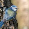 mesange bleue DX5_1570