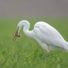 aigrette DX5_1585