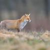 renard DX5_1587_00001
