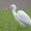 aigrette DX5_1593
