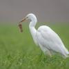 aigrette DX5_1597