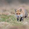 renard DX5_1608_00001