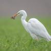 aigrette DX5_1609
