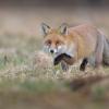 renard DX5_1615_00001