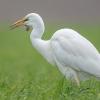 aigrette DX5_1615