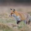 renard DX5_1630_00001