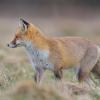 renard DX5_1633_00001