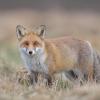 renard DX5_1645_00001