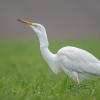 aigrette DX5_1671