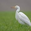 aigrette DX5_1679