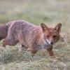 renard DX5_1685