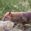 renard DX5_1691