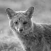renard DX5_1708