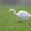 aigrette DX5_1708