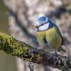 mésange bleue DX5_1710