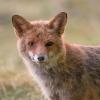 renard DX5_1711