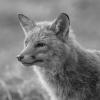 renard DX5_1723