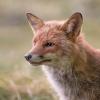 renard DX5_1725