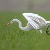 aigrette DX5_1727