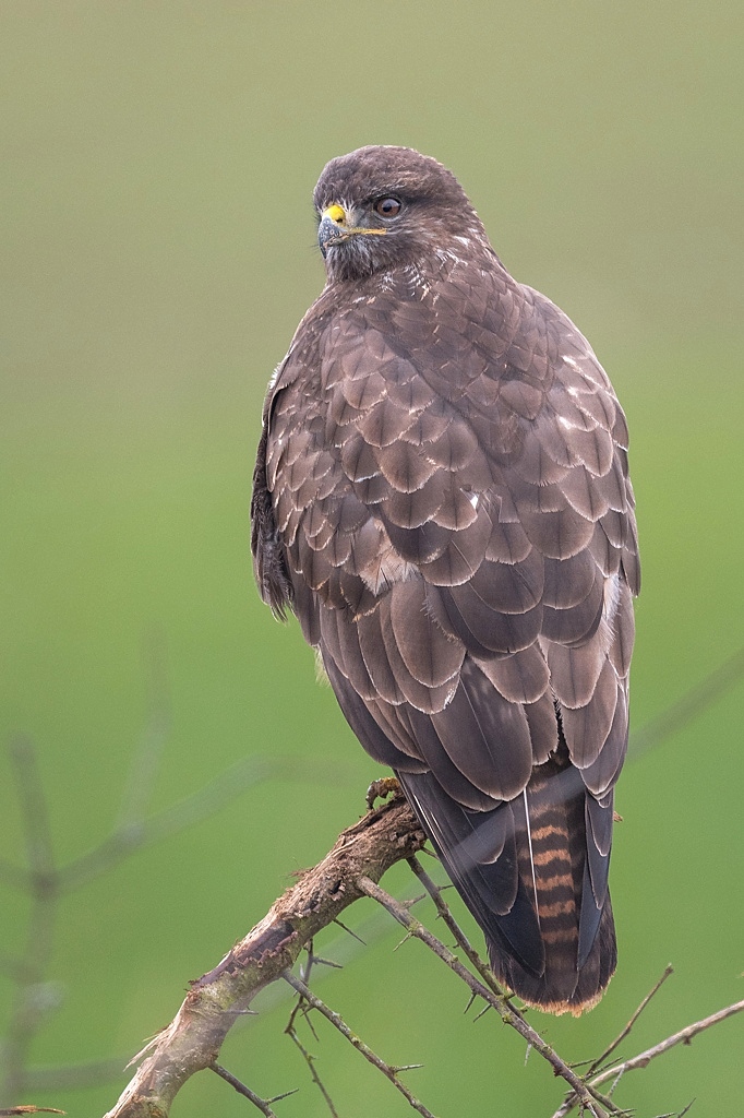 buse variable DX5_1738