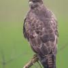 buse variable DX5_1738
