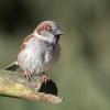 moineau male DX5_1749
