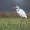 aigrette DX5_1750