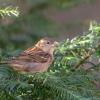 moineau femelle DX5_1760