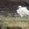 aigrette DX5_1762