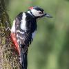 pic epeiche DX5_1763