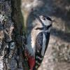 pic epeiche DX5_1779