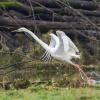 aigrette DX5_1781