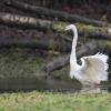 aigrette DX5_1783