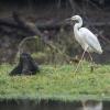 aigrette DX5_1825