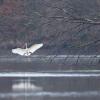 aigrette DX5_1881