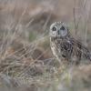 Hibou des marais DX5_1889