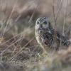 Hibou des marais DX5_1903