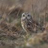 Hibou des marais DX5_1915