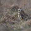 Hibou des marais DX5_1919