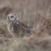 Hibou des marais DX5_1924