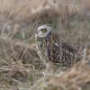 Hibou des marais DX5_1942