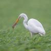 aigrette DX5_2027