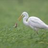 aigrette DX5_2041