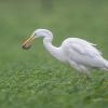 aigrette DX5_2069