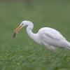 aigrette DX5_2070