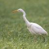 aigrette DX5_2093