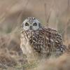 Hibou des marais DX5_2142