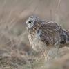 Hibou des marais DX5_2145