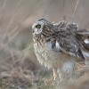 Hibou des marais DX5_2149
