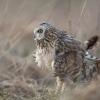 Hibou des marais DX5_2150